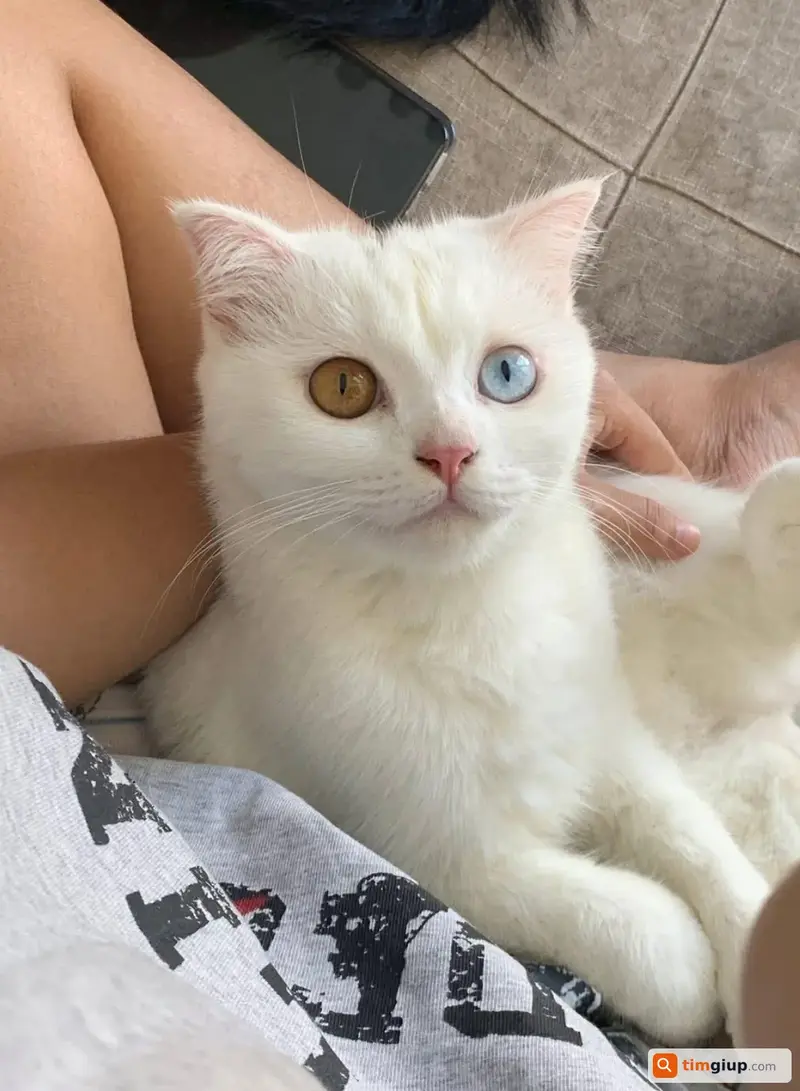 Tìm mèo Anh lông dài màu trắng bị lạc tại Quận 8, TP.HCM