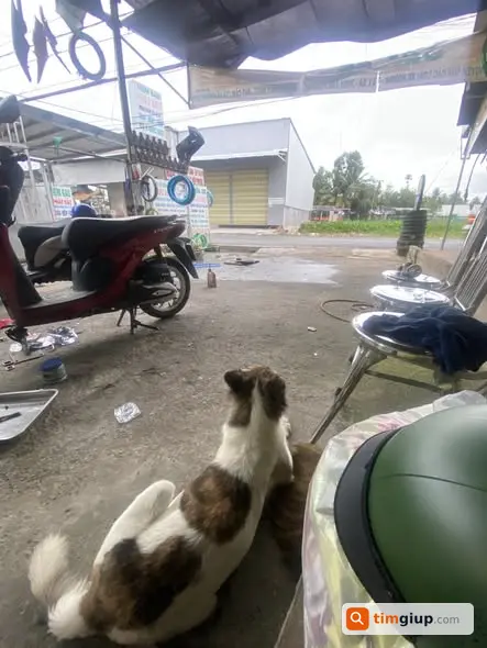Yến Nguyễn tìm chó đi lạc khu Tam Hà Tam Bình Thủ Đức