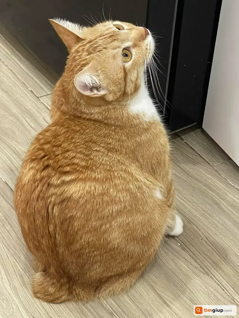 Tìm mèo ta lai Anh tên Mật bị lạc tại Quận 4, TP.HCM