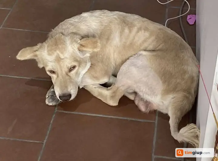 Tìm chó lai vàng tên Teddy bị lạc tại Lê Vĩnh Huy, Nguyễn Văn Khạ