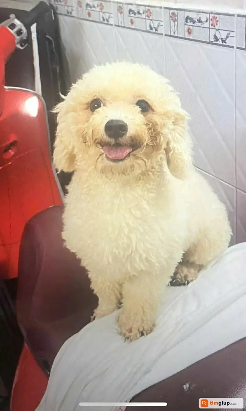 Tìm chó Poodle tên Dâu bị lạc tại Quận Bình Tân, TP.HCM