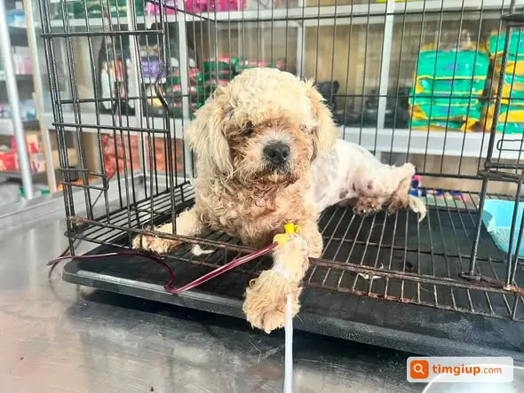 Nhặt Được Chó Lạc Tại Mỹ Phước 2, Bến Cát, Bình Dương
