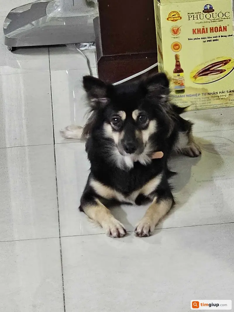 Tìm chú chó lai tên Táo thất lạc tại Quận 10, TP. Hồ Chí Minh