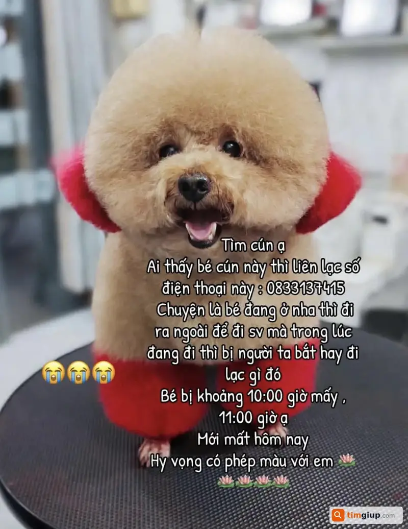 Tìm bé chó Poodle tên Nâu thất lạc tại Quận 1, TP.HCM