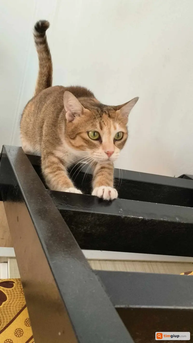 Tìm mèo Chà bụng trắng mắt vàng lạc tại An Khánh Quận 2