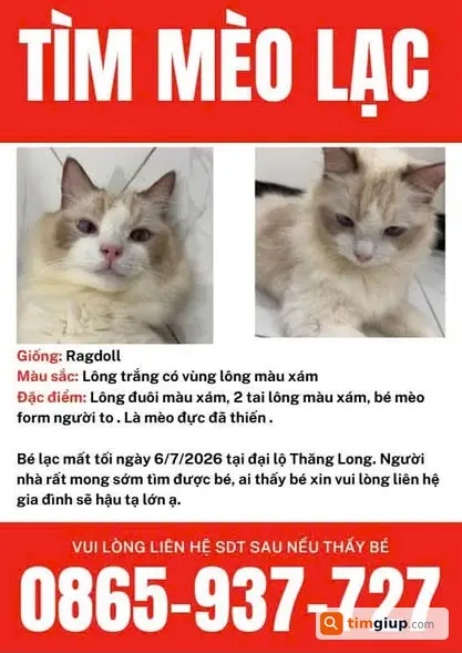 Tìm Mèo Ragdoll Đực Đã Thiến Thất Lạc Tại Đại Lộ Thăng Long