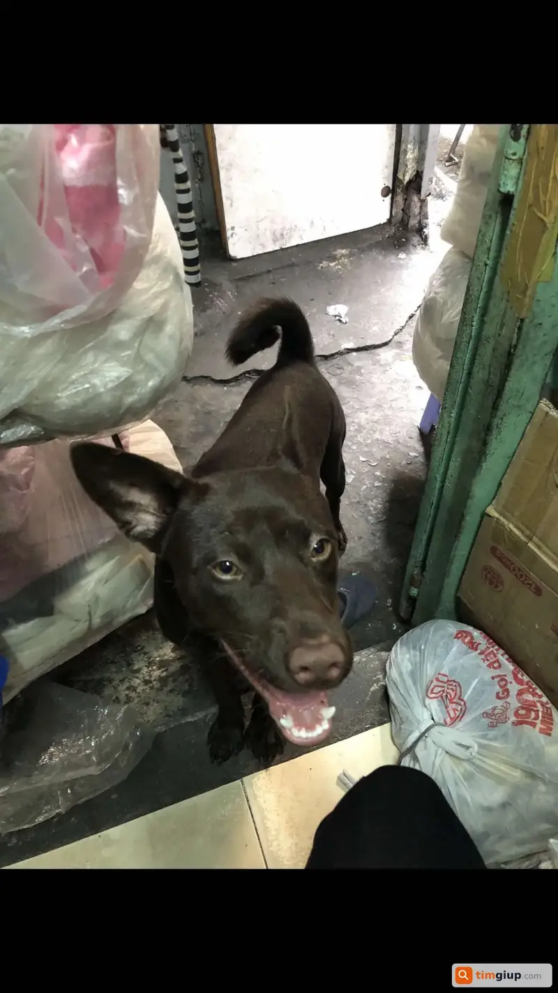 Tìm chú chó giống chó Cỏ tên Nâu bị mất tại TP. Hồ Chí Minh