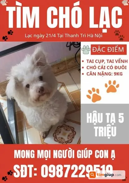 Tìm chó lông trắng tai cụp thất lạc, hậu tạ 5 triệu