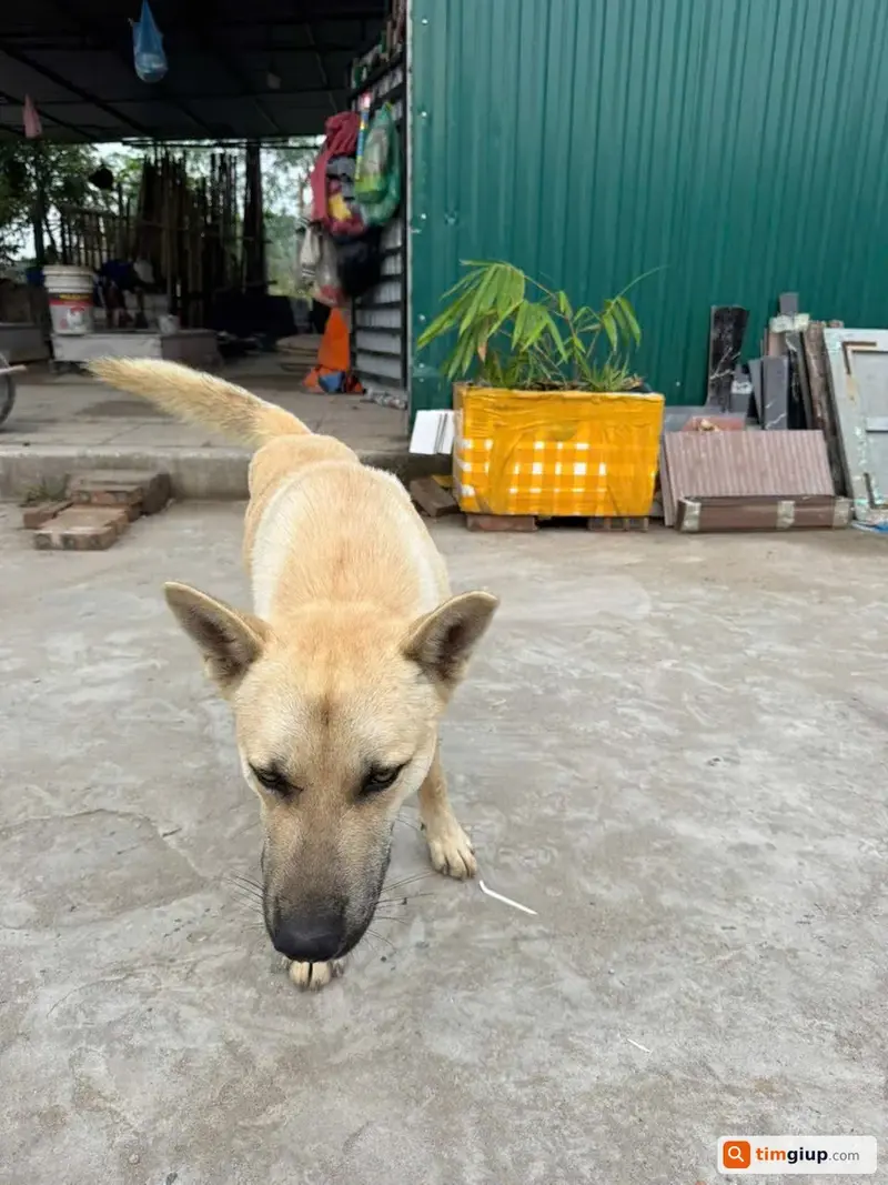 Tìm chó cỏ tên Phát bị lạc tại khu vực Long Biên, Hà Nội