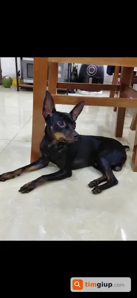 Tìm Chó Thất Lạc Tên Xoài Tại Khu Đô Thị Văn Phú, Hà Đông