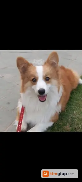 Tìm Chó Corgi Vàng Trắng Tên Lily Thất Lạc Tại Long Biên, Hà Nội