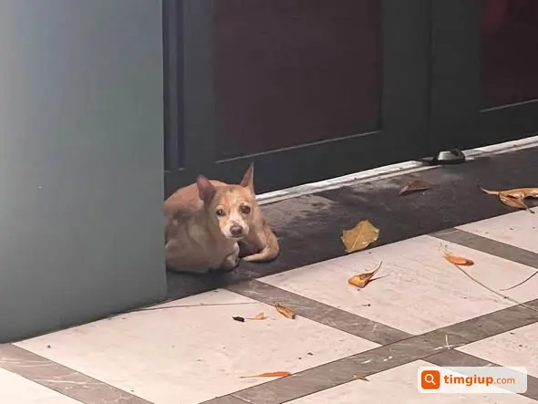 Chó Cái Lông Vàng Đốm Trắng Lạc Tại Khu Vực Quận 7