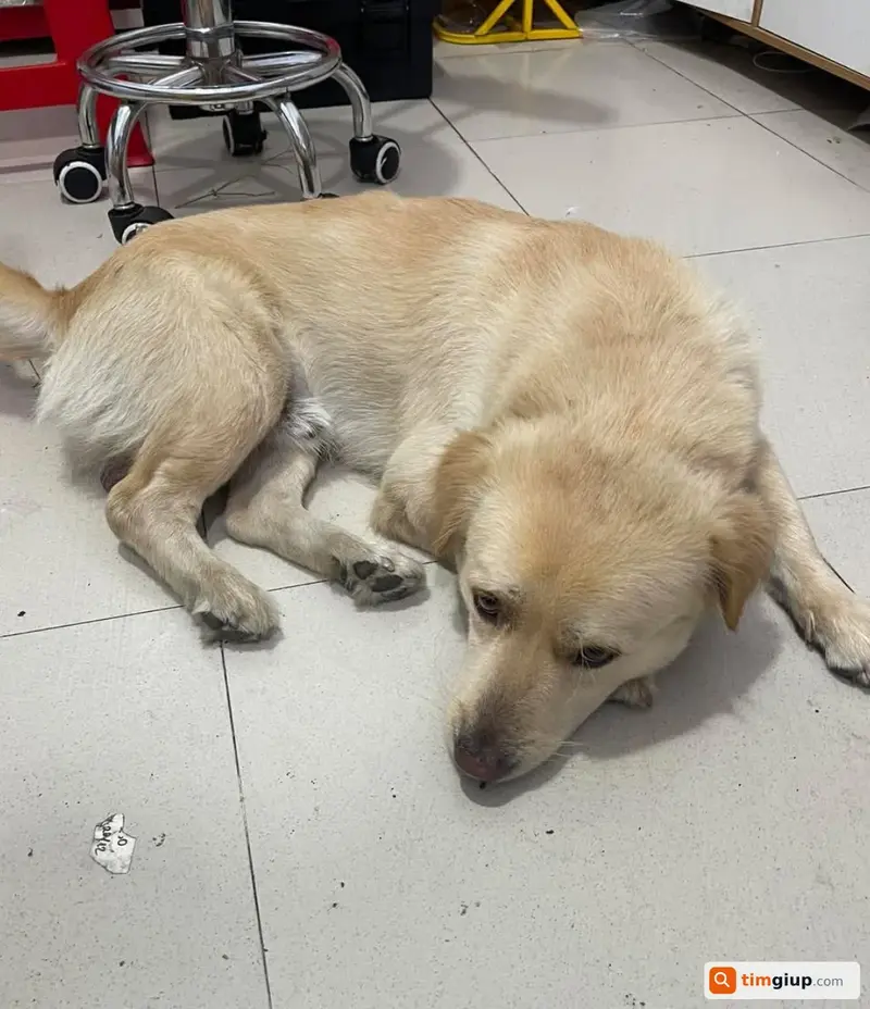 Tìm bé chó chân bẹt tên Bánh Cuốn thất lạc tại Bến Tre