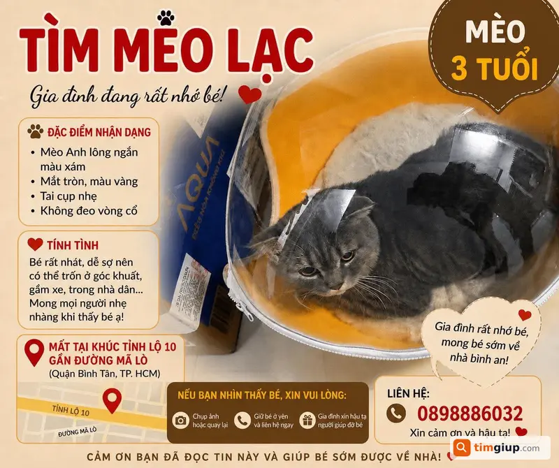 Tìm mèo 3 tuổi tên Mimi lạc tại tỉnh lộ 10, TP.HCM