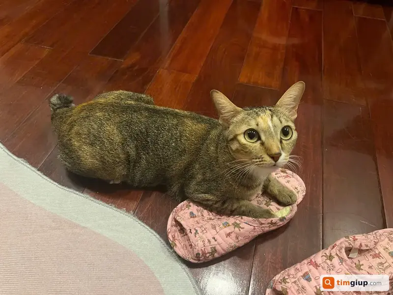 Tìm mèo Mướp bị lạc tại Quận 3, TP. Hồ Chí Minh