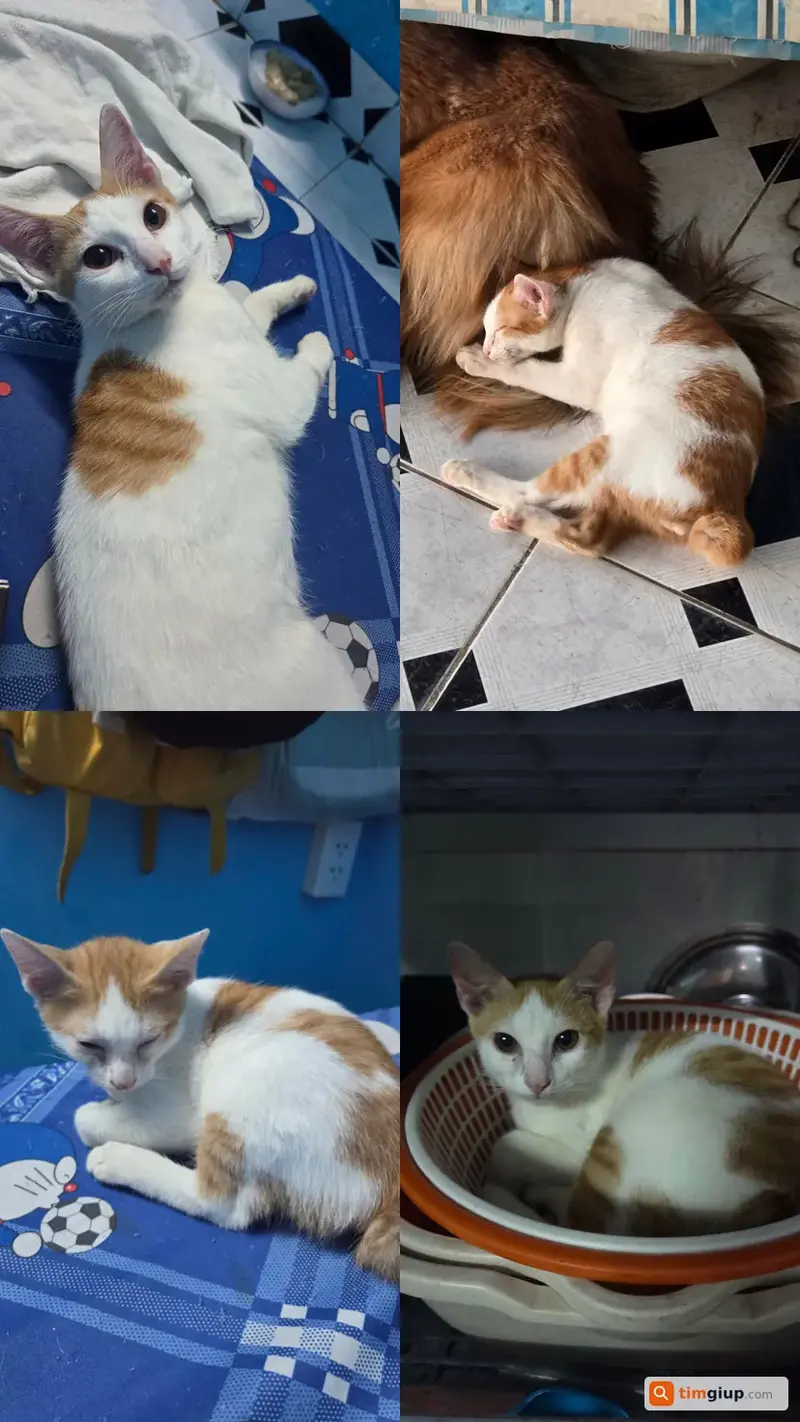 Tìm mèo tên Nhô Nhô bị lạc tại Quận 12, TP.HCM