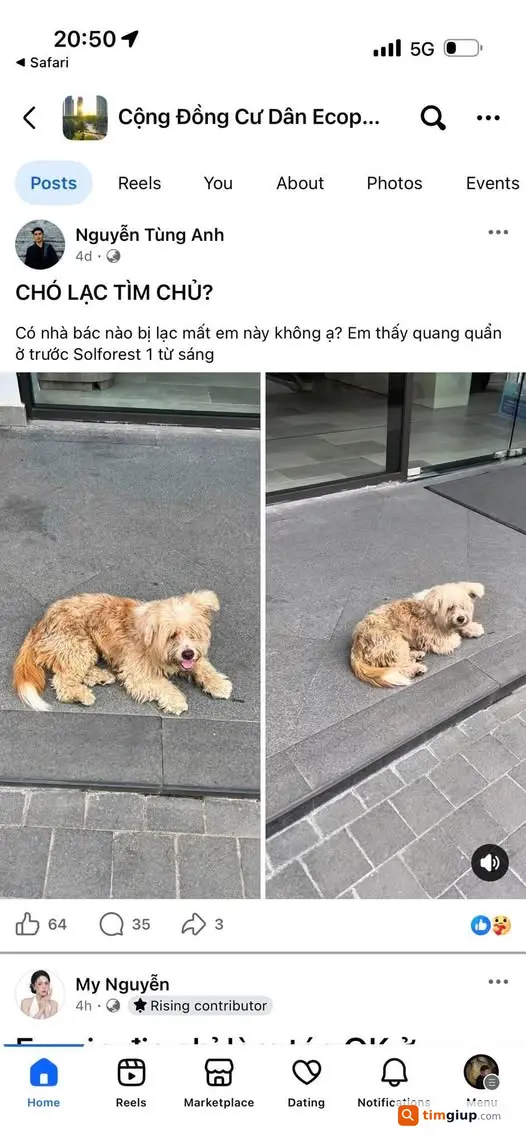 Tìm chó Lu thất lạc, mong được giữ giúp và báo tin