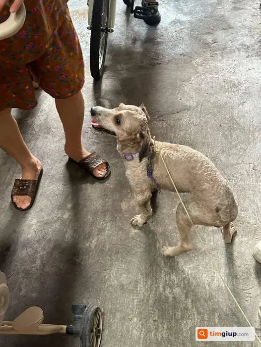 Nhặt Được Chó Tại Ngõ 26 Đường Phùng Hưng, Hà Đông