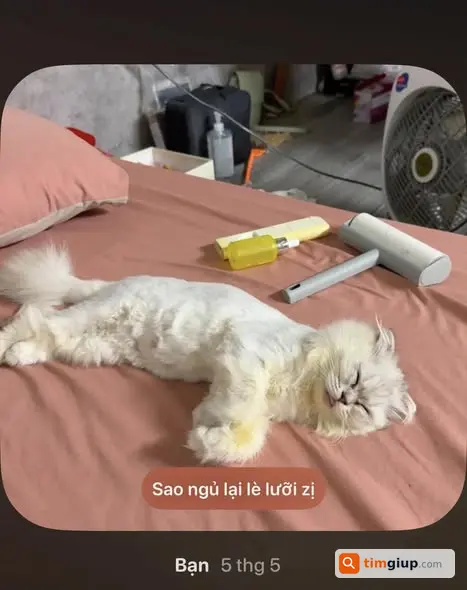 Tìm mèo Bông trắng vệt vàng đeo vòng cổ hồng lạc tại Tứ Liên