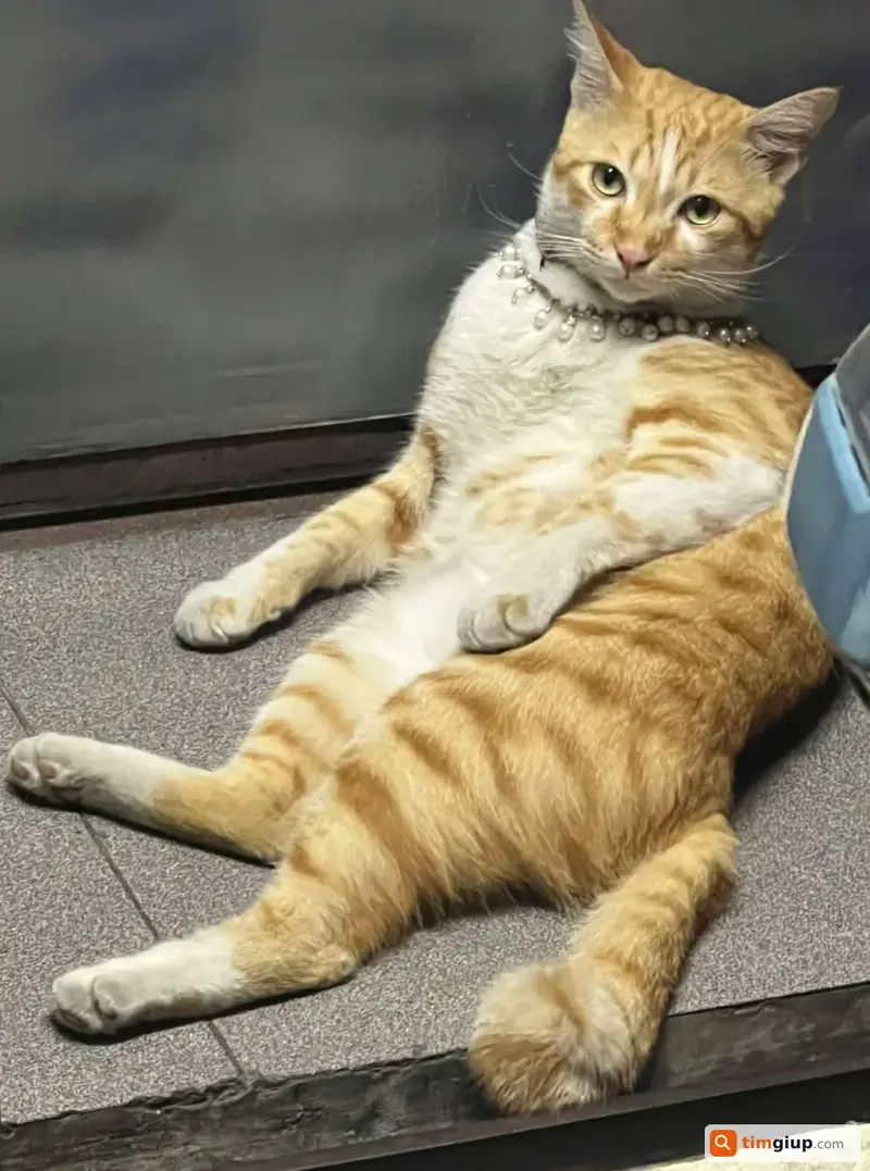 Tìm bé mèo vàng mướp bị lạc tại đường Tôn Đản, Quận 4, TP.HCM