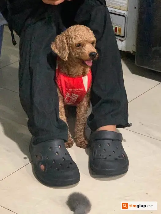 Tìm Chó Poodle Tên Bông Thất Lạc Tại Trần Hưng Đạo, Tân Phú