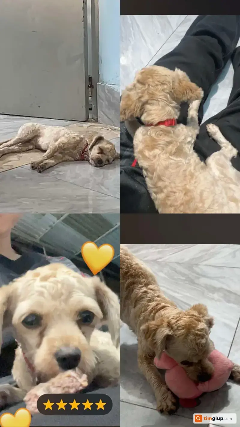 Tìm chó Poodle tên Misa thất lạc tại Thủ Đức, TP.HCM