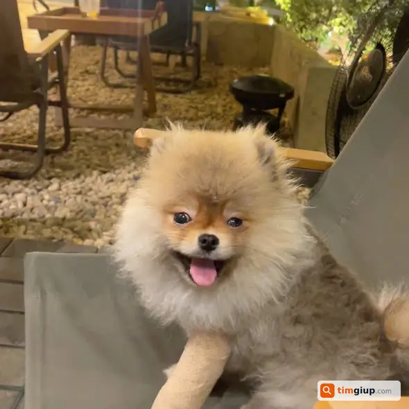 Tìm chó nhỏ bị bó bột ở chân thất lạc tại Quận 3, TP.HCM