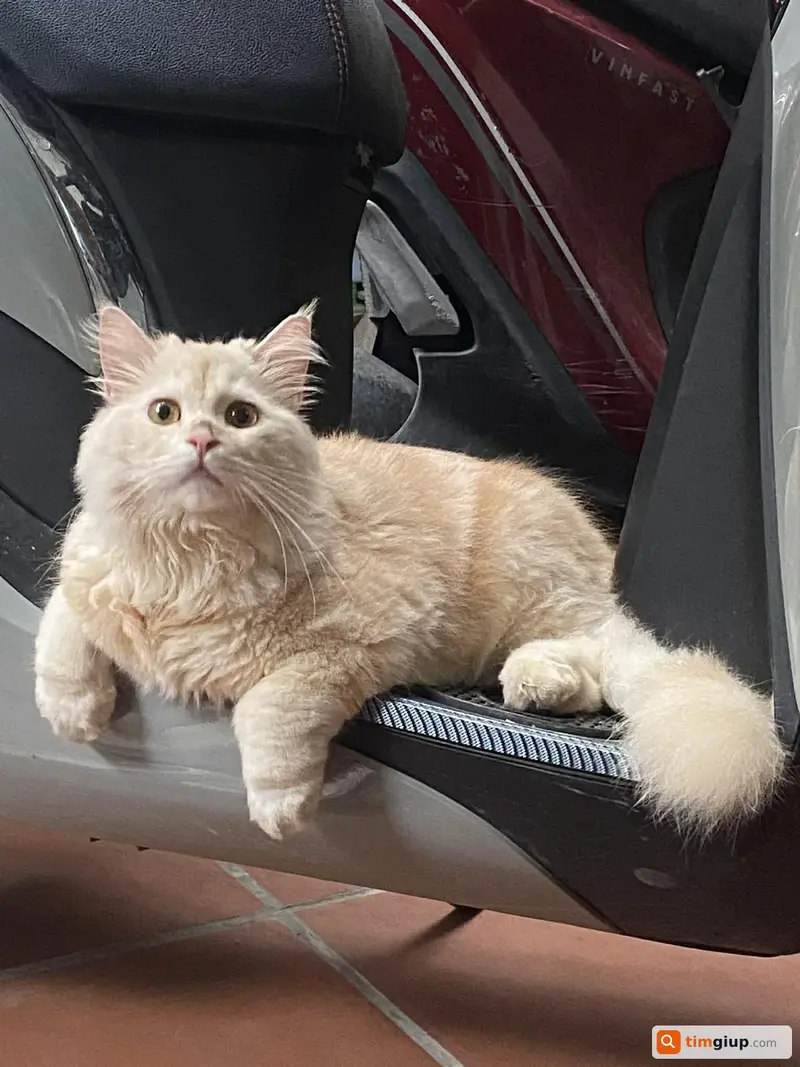 Tìm chó lạc tên Lucky tại khu vực Hà Đông, Hà Nội