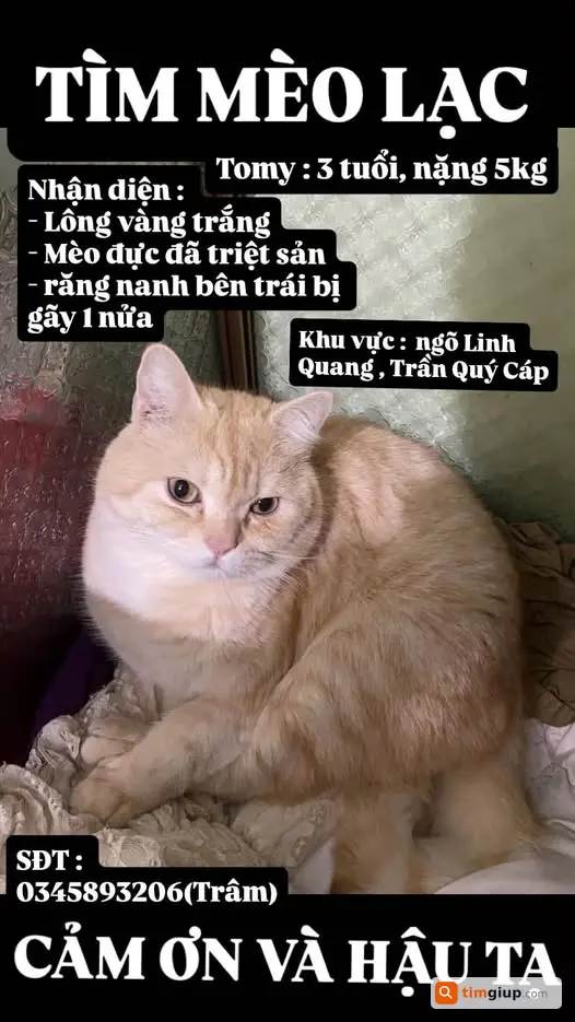 Tìm mèo vàng tên Tomy lạc tại ngõ Linh Quang, Hà Nội