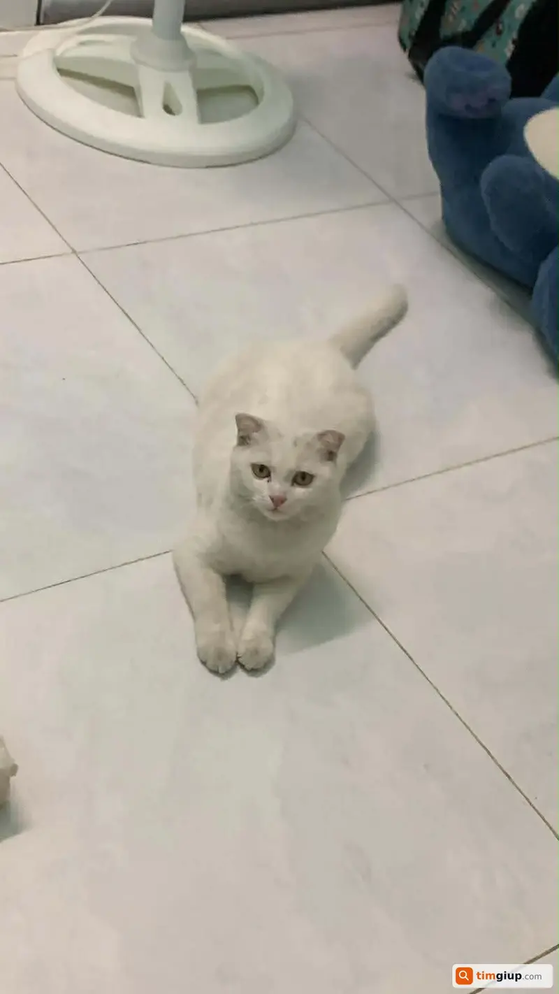 Tìm mèo Anh cái tên Xá Xíu thất lạc tại Quận 12, TP.HCM