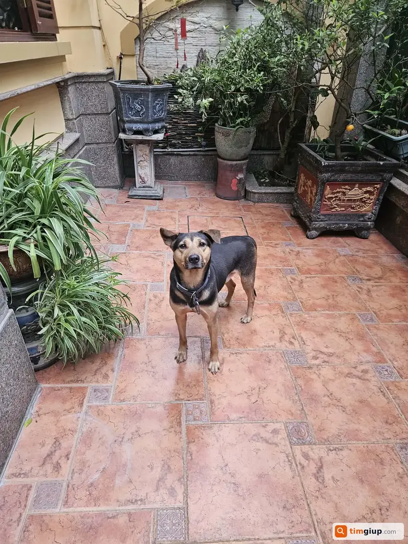 Tìm chuộc chú chó Becgie Bỉ tên Bốp thất lạc tại Hà Đông, Hà Nội