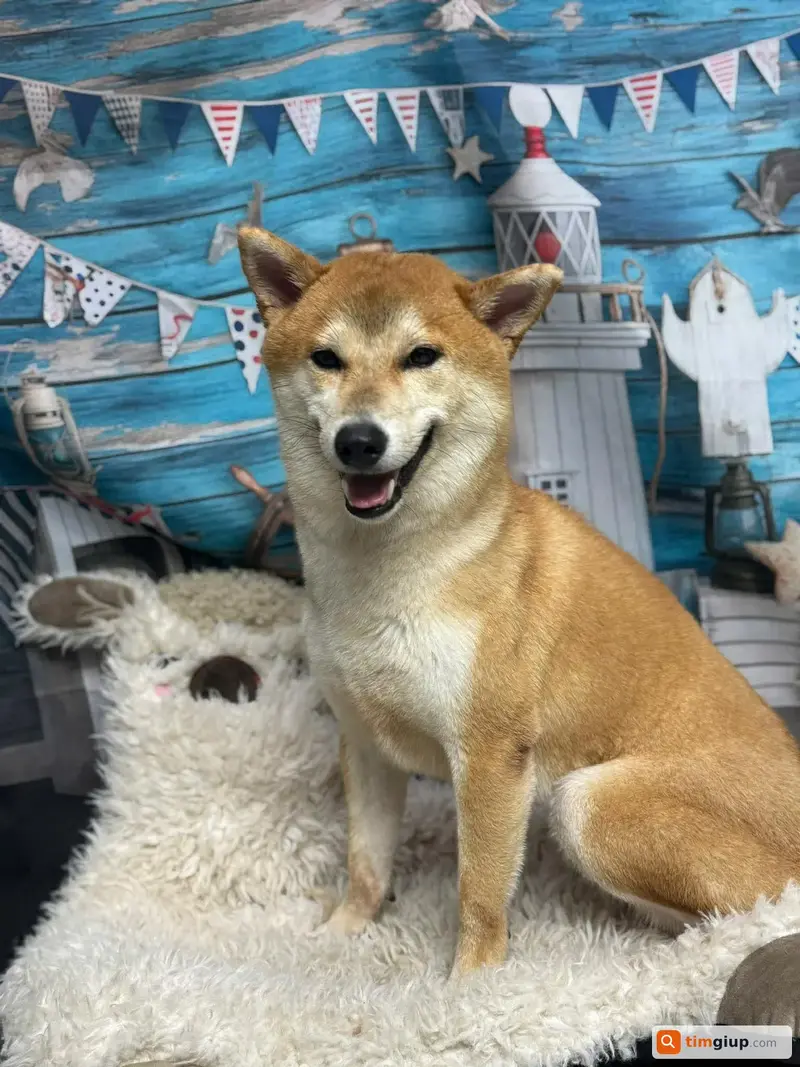 Tìm chó Shiba tên Inu thất lạc tại Bình Thạnh, TP. Hồ Chí Minh