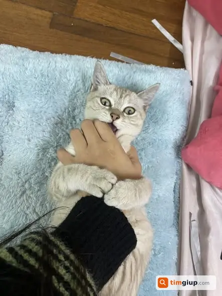 Tìm mèo cái tên Kem lông màu kem lạc tại Thanh Xuân