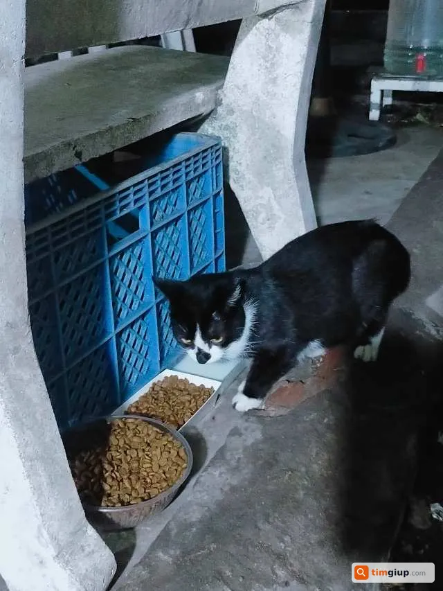 Tìm mèo Tuxedo cái mang bầu lạc tại Quận Bình Tân, TP.HCM