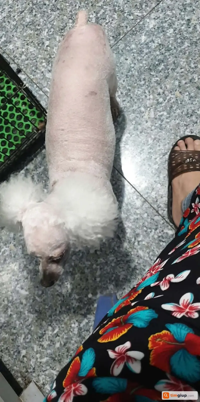 Tìm chó Poodle tên Kem thất lạc tại khu vực La Dương, Tây Mỗ, Hà Nội