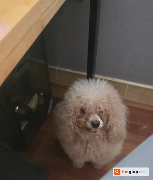 Tìm Chó Poodle Trắng Kem Thất Lạc Tại Mai Dịch, Cầu Giấy