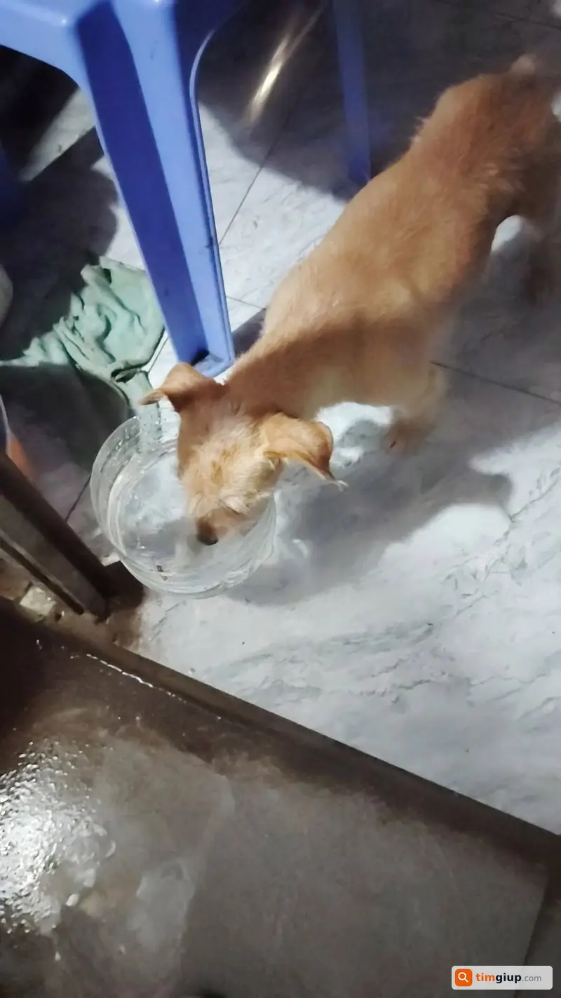 Tìm cún con thất lạc, khu vực chưa rõ, mong được hỗ trợ