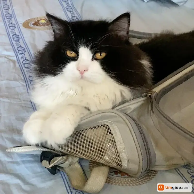 Tìm mèo Anh lông dài lạc tại Quận Bình Tân, TP.HCM