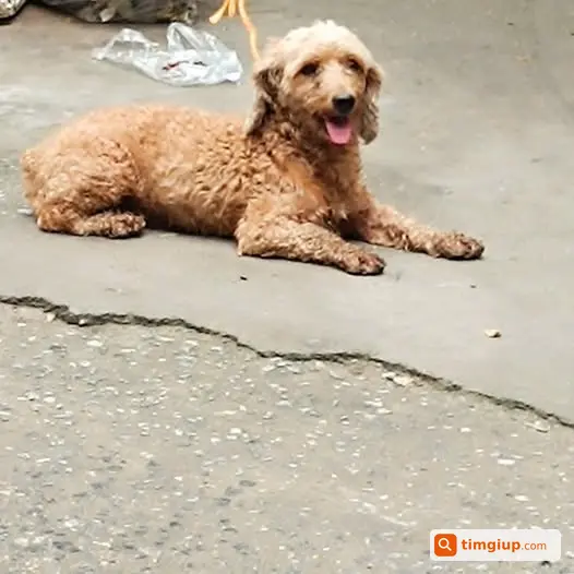 Poodle Nâu Be Đi Lạc Tại Phố Văn Hội, Đông Ngạc, Hà Nội