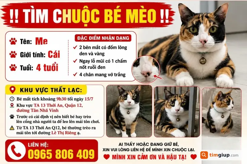 Tìm Mèo Thất Lạc Tên Me Tại Thới An 13, Quận 12