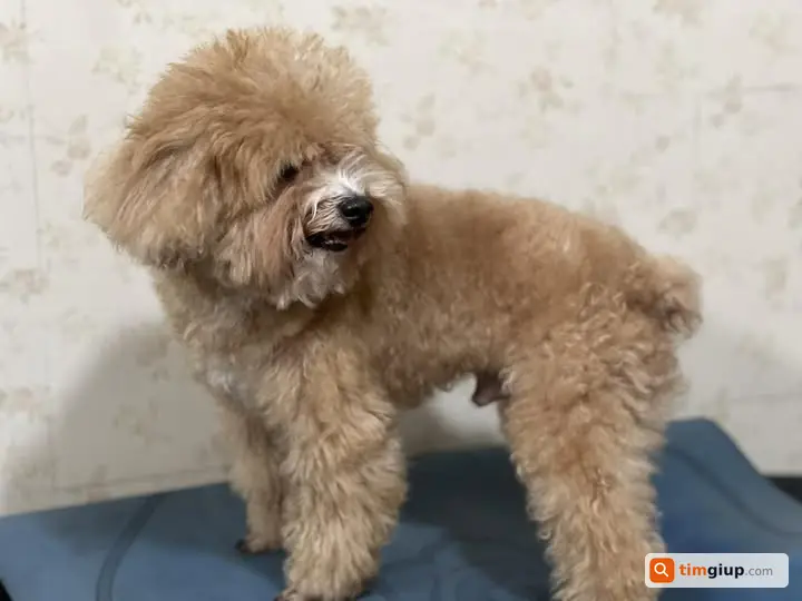 Tìm chó Poodle nhỏ màu nâu trắng lạc ở phố Hàng Đào