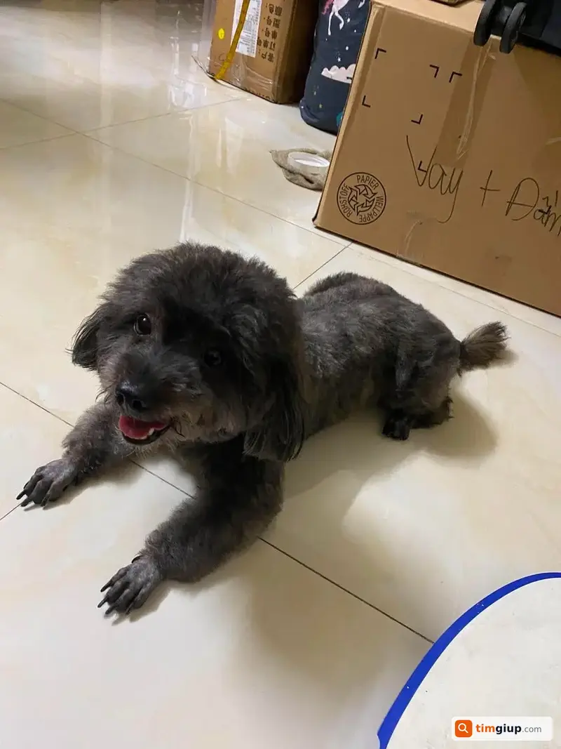Tìm chó Poodle lai đen xám tên Bông lạc tại Thủ Đức