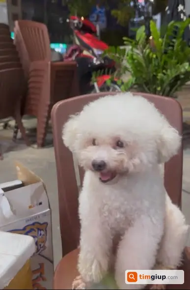 Tìm Chó Poodle Trắng Tiger Thất Lạc Tại Tân Phú, Tp.hcm
