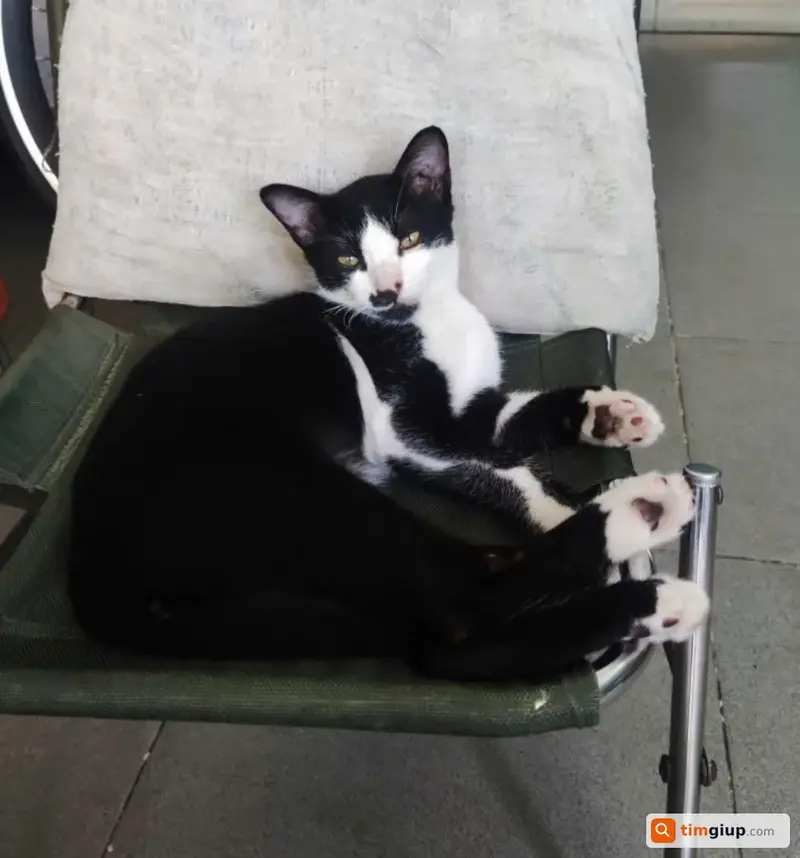Tìm bé mèo Tuxedo tên Đen lạc tại Quận 8, TP.HCM