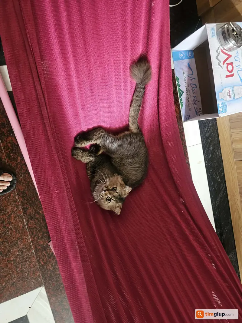 Ảnh 2