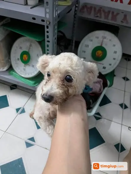 Cún Lạc Tại Phùng Khoang Cần Tìm Chủ