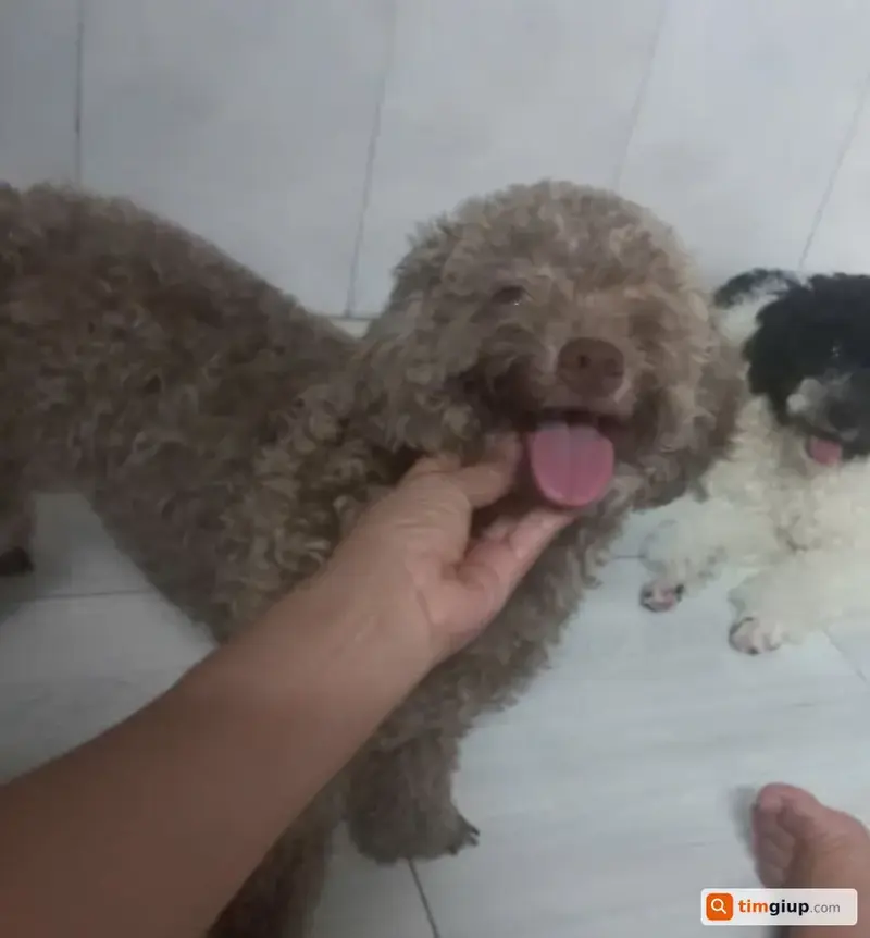 Tìm bé chó Poodle tên Ốc Tiêu thất lạc tại phường An Lạc, TP.HCM