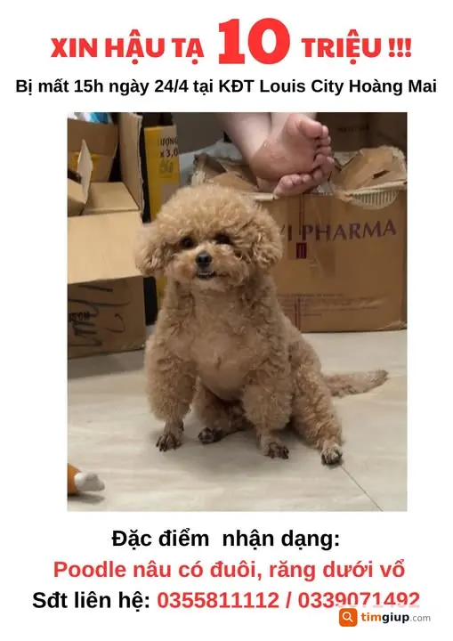 Tìm chó Poodle nâu bị bắt tại Louis City Hoàng Mai