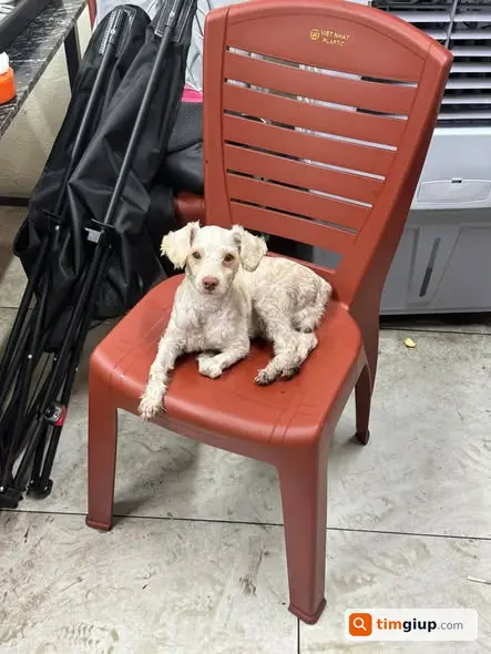 Tìm chó Poodle trắng tên Tony thất lạc ở Hàng Quạt, Hoàn Kiếm