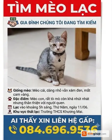 Tìm mèo MiMi lông trắng vằn xám đen lạc ở Khương Mai